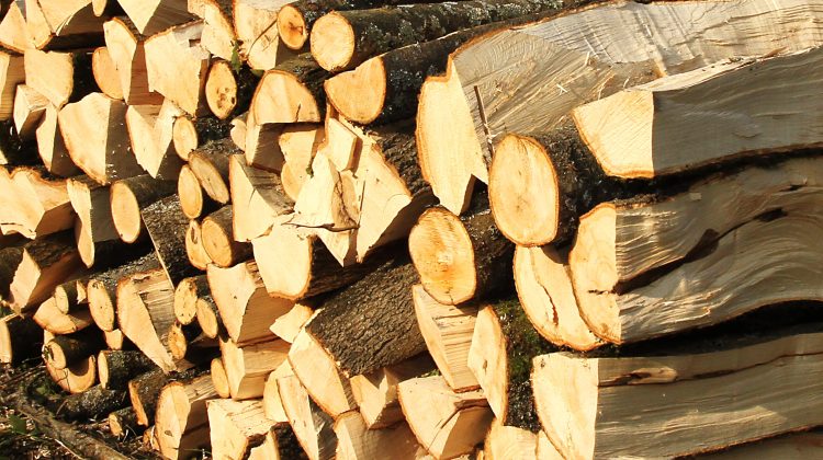 Hoții de lemn s-au servit din pădurile statului. Ministerul Mediul vrea să interzică temporar exportul