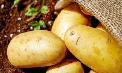 Prognoză EastFruit: Producția comercială de cartofi va scădea brusc în Moldova. Motive