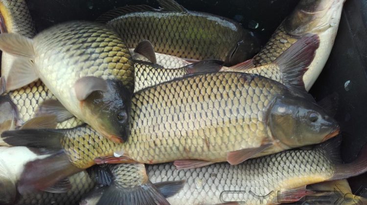 „Pește fără documente”! Un bărbat de 28 de ani a încercat să scoată din țară două butelii a câte 200 l de pește