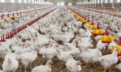 Rusia distruge industria cărnii de pasăre a Ucrainei