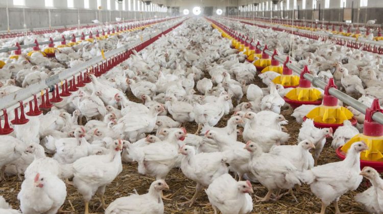 Lovitura de teatru a rușilor în cazul embargoului. Republica Moldova nici nu exportă carne de pasăre în Rusia