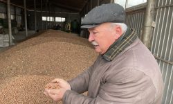 (VIDEO) Un fermier din Căușeni produce anual 20 de tone de alune. Unde vinde recolta