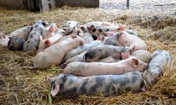 Pestă porcină africană, depistată în raionul Rîșcani. Măsurile întreprinse de ANSA