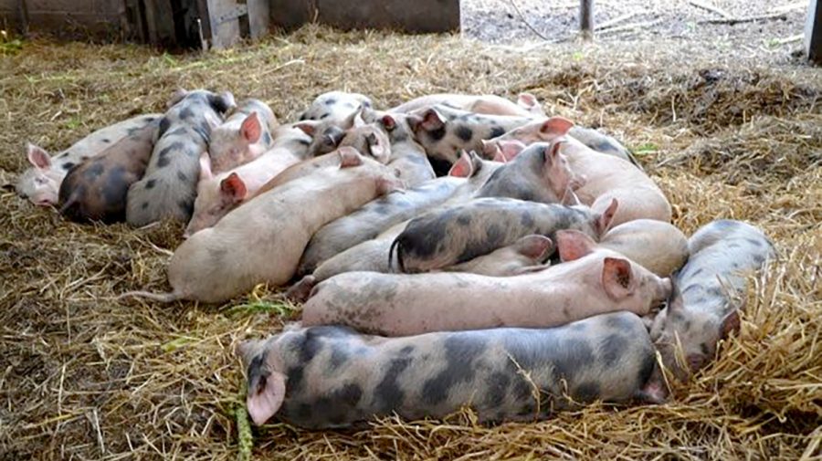 Pestă porcină africană, depistată în raionul Rîșcani. Măsurile întreprinse de ANSA