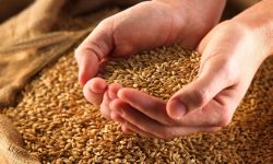Începând cu 1 martie se interzice exportul de grâu și zahăr din Republica Moldova. Cât timp va fi aplicată măsura
