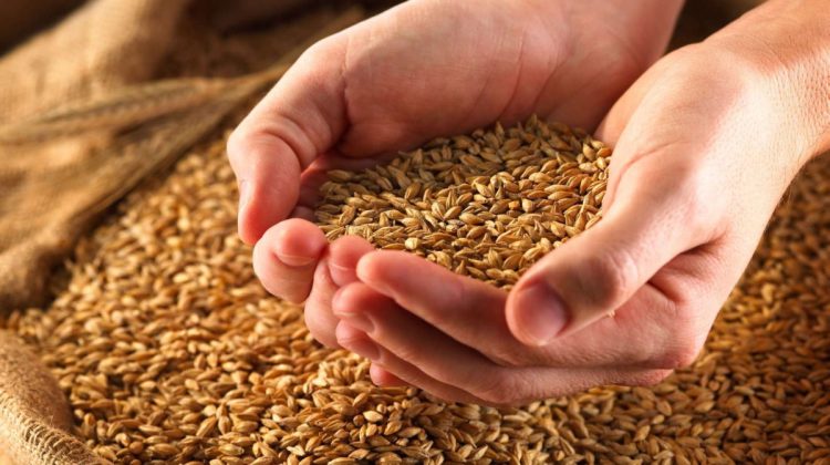 Începând cu 1 martie se interzice exportul de grâu și zahăr din Republica Moldova. Cât timp va fi aplicată măsura