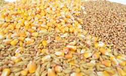 Preţul grâului şi al porumbului a crescut din nou, în urm sancțiunilor mai dure impuse Rusiei