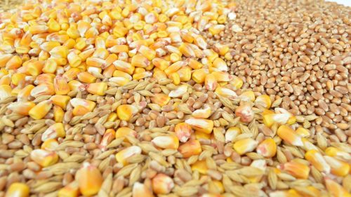 Șoc pe piața cerealelor! Transnistria și firma fratelui Irinei Vlah au pus mâna pe jumătate din exporturile de porumb