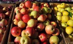 Moscova contraatacă: Aplică embargo pentru merele moldovenești. Câte fructe ajung pe piața rusă