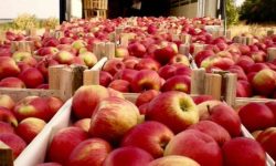 Am început anul cu dreptul! În luna ianuarie am exportat circa 26 000 de tone de mere