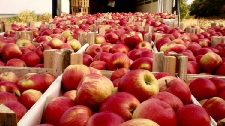 Am început anul cu dreptul! În luna ianuarie am exportat circa 26 000 de tone de mere