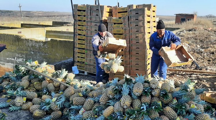 (FOTO) ANSA a transformat 2800 kg de ananas în biogaz. Lotul avea depășit nivelul admisibil de pesticid