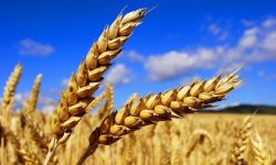 Ucraina promite să nu-i lase flămânzi pe pakistanezi! Grânarul Europei își va exporta cerealele prin Republica Moldova