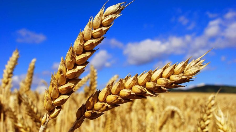 Ucraina promite să nu-i lase flămânzi pe pakistanezi! Grânarul Europei își va exporta cerealele prin Republica Moldova