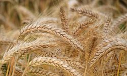 Ucraina interzice exporturile de grâu, porumb, zahăr, sare și carne