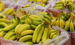Probleme pentru producătorii de banane din Ecuador! Riscă să falimenteze din cauza suspendării exporturilor către Rusia