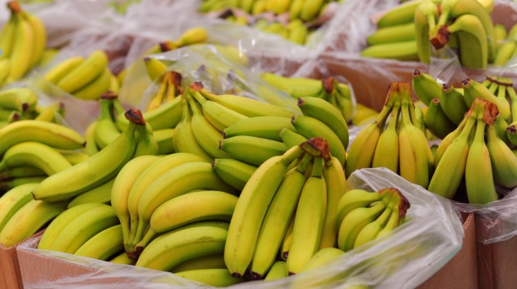 Probleme pentru producătorii de banane din Ecuador! Riscă să falimenteze din cauza suspendării exporturilor către Rusia