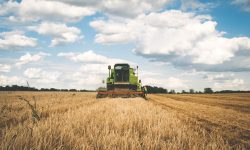 Serbia interzice exportul de grâu, porumb, făină şi ulei