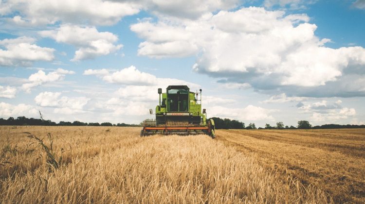 Serbia interzice exportul de grâu, porumb, făină şi ulei