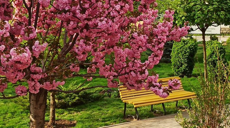 (FOTO) Paradis roz: Într-un parc din orașul Comrat a înflorit Sakura. Oamenii au profitat de ziua cu soare