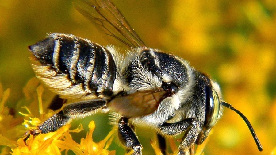 Mesaj pentru fermieri și apicultori de la ANSA. Obligațiile fiecăruia pentru a evita intoxicarea albinelor