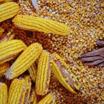 Cifre care sperie! Exporturile de porumb sunt de șapte ori mai mici decât în anii de aur