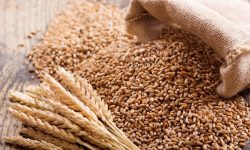 Ucraina a impus restricții la exporturile de cereale spre România și Republica Moldova