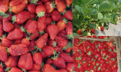 Primii căpșuni autohtoni au apărut în vânzare. Cât costă un kilogram