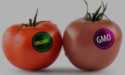 Mâncarea modificată genetic! Autoritățile vor trage pe dreapta businessmenii care vor să-i îmbolnăvească pe moldoveni