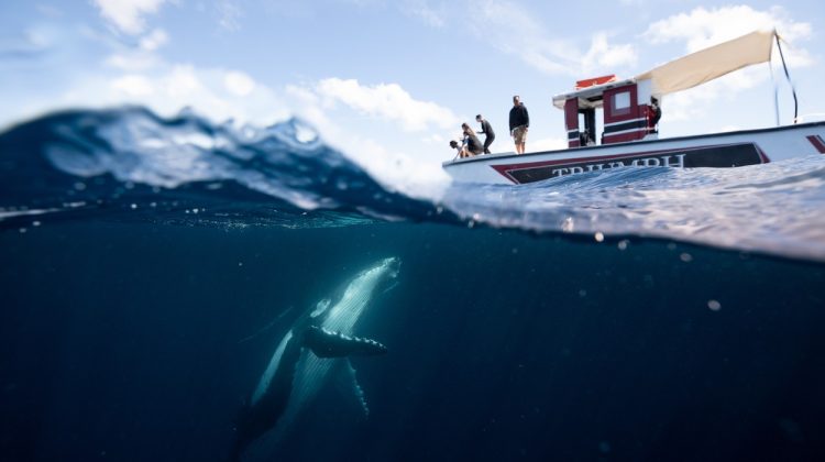 (FOTO) Momentul în care o balenă uriașă a încercat să se „împrietenească” cu turiștii dintr-o barcă