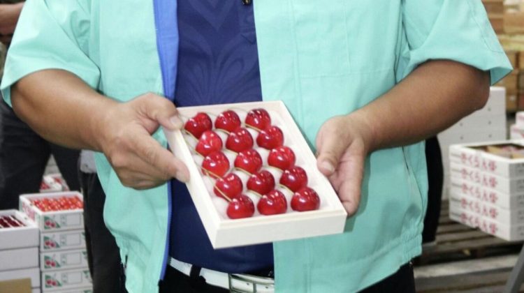 (FOTO) Cele mai scumpe cireșe din lume! 15 fructe cât 3 iPhone-uri de ultimul model