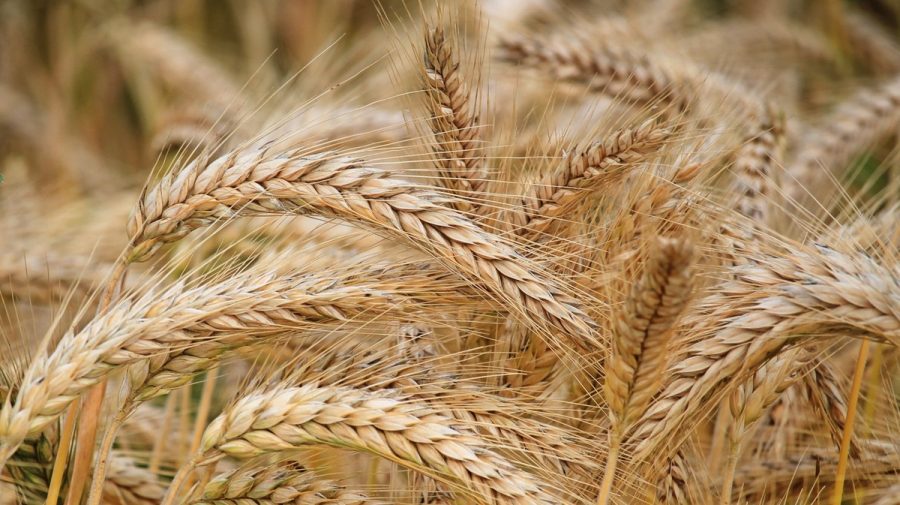 Egiptul a cumpărat o cantitate de grâu record la o singură licitație. Cel mai mult vine din Franța și România