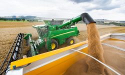 Situaţie critică: polonezii se plâng că vor avea prea mult grâu