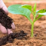 Piața fertilizanților capturată: trei companii controlează aproape tot