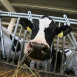 Până la 10 lei pentru un kilogram de carne. Fermierii pot depune de astăzi cereri la AIPA