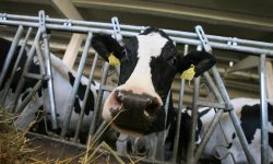 Premieră în întreaga lume! Noua Zeelandă vrea să taxeze emisiile de gaze ale vacilor și oilor