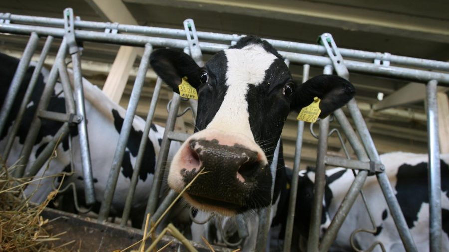 Premieră în întreaga lume! Noua Zeelandă vrea să taxeze emisiile de gaze ale vacilor și oilor