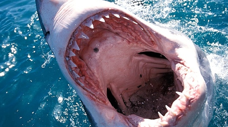 Top 10 destinații de vacanță periculoase, unde riști să fii atacat de rechini