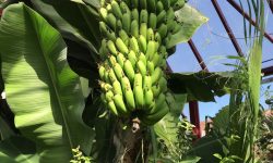 Cum au ajuns românii să planteze în curți banani în loc de meri și pruni