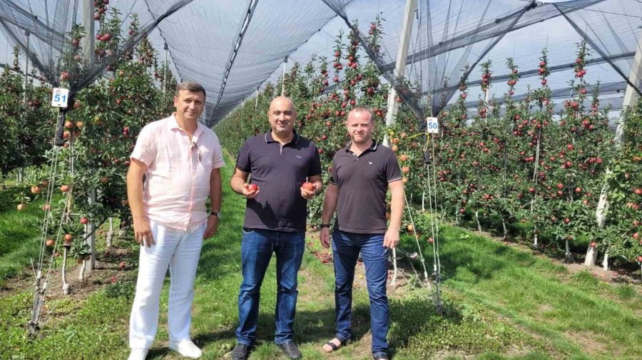 Fructele moldovenești vor fi exportate în Emiratele Arabe