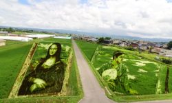 (FOTO) Impresionant: Un sat din Japonia transformă câmpurile de orez în opere de artă gigantice