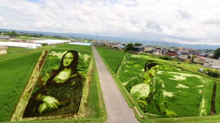 (FOTO) Impresionant: Un sat din Japonia transformă câmpurile de orez în opere de artă gigantice