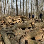 Masacru în pădurea de la Criuleni! 161 de copaci tăiați ilegal, lemnul a dispărut