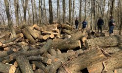 Criza energetică a adus Moldova la sapă de lemn! Chișinăul, cu mâna întinsă la București să cumpere lemn de foc