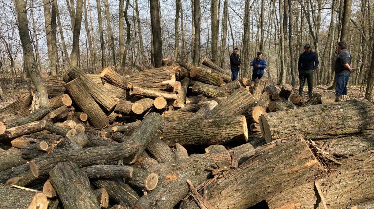 Criza energetică a adus Moldova la sapă de lemn! Chișinăul, cu mâna întinsă la București să cumpere lemn de foc