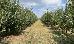 Pomicultura, în colaps în 2025: înghețurile și ploile au devastat recoltele