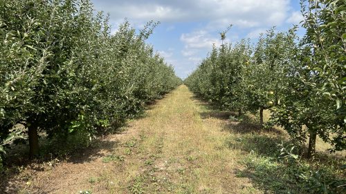 Pomicultura, în colaps în 2025: înghețurile și ploile au devastat recoltele