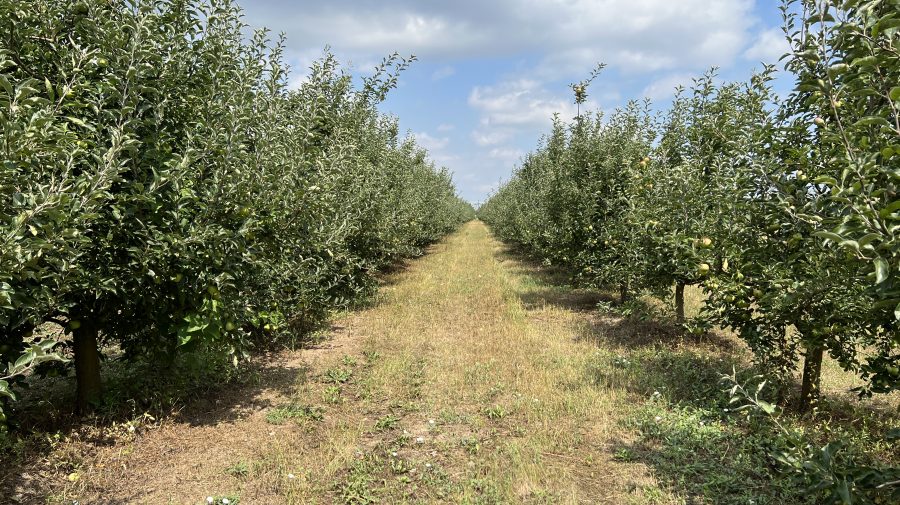 Pomicultura, în colaps în 2025: înghețurile și ploile au devastat recoltele