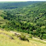 Guvernul renunță la circa 4 milioane de lei pentru „Moldsilva”: banii vor fi redirecționați spre investiții în păduri