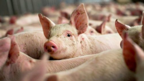 Șmecheria prin care statul încearcă să scape de plata despăgubirilor către companiile cărora le-a omorât porcii